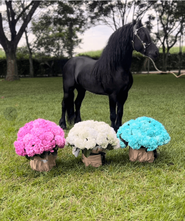 Hortensias de Ensueño