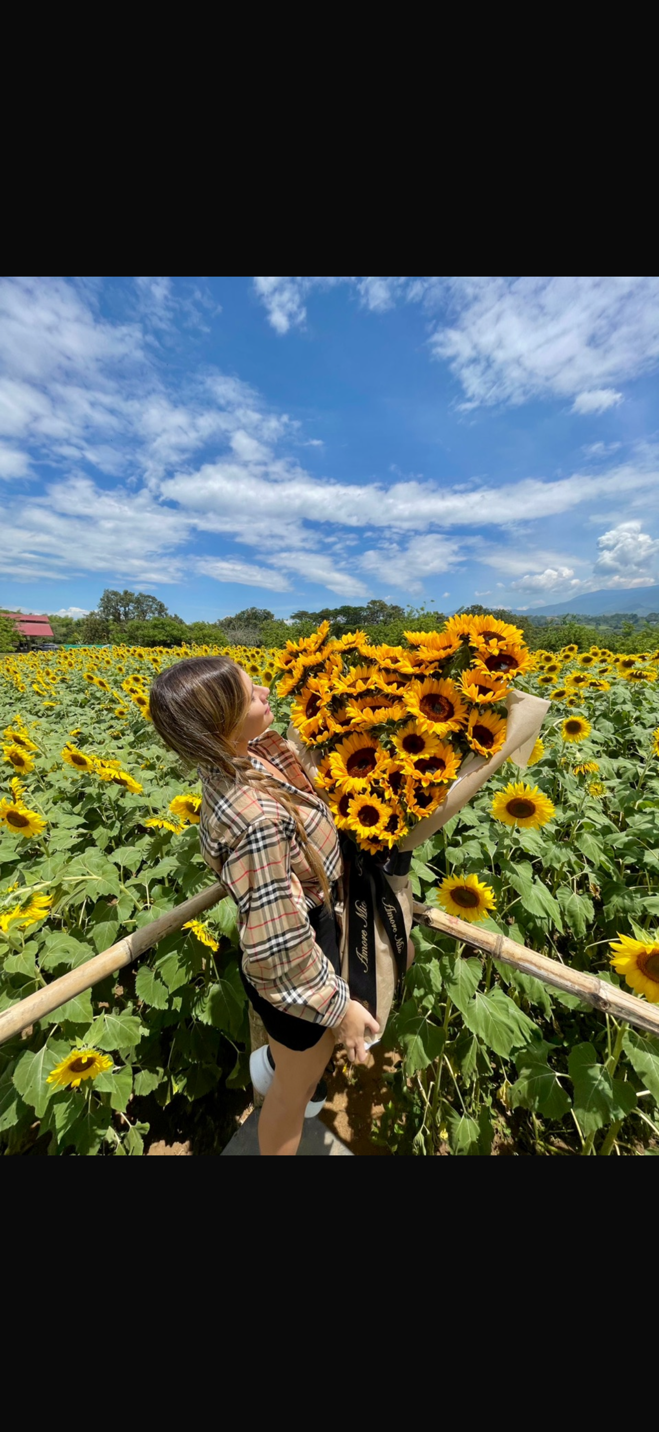 36 girasoles en forma de corazón