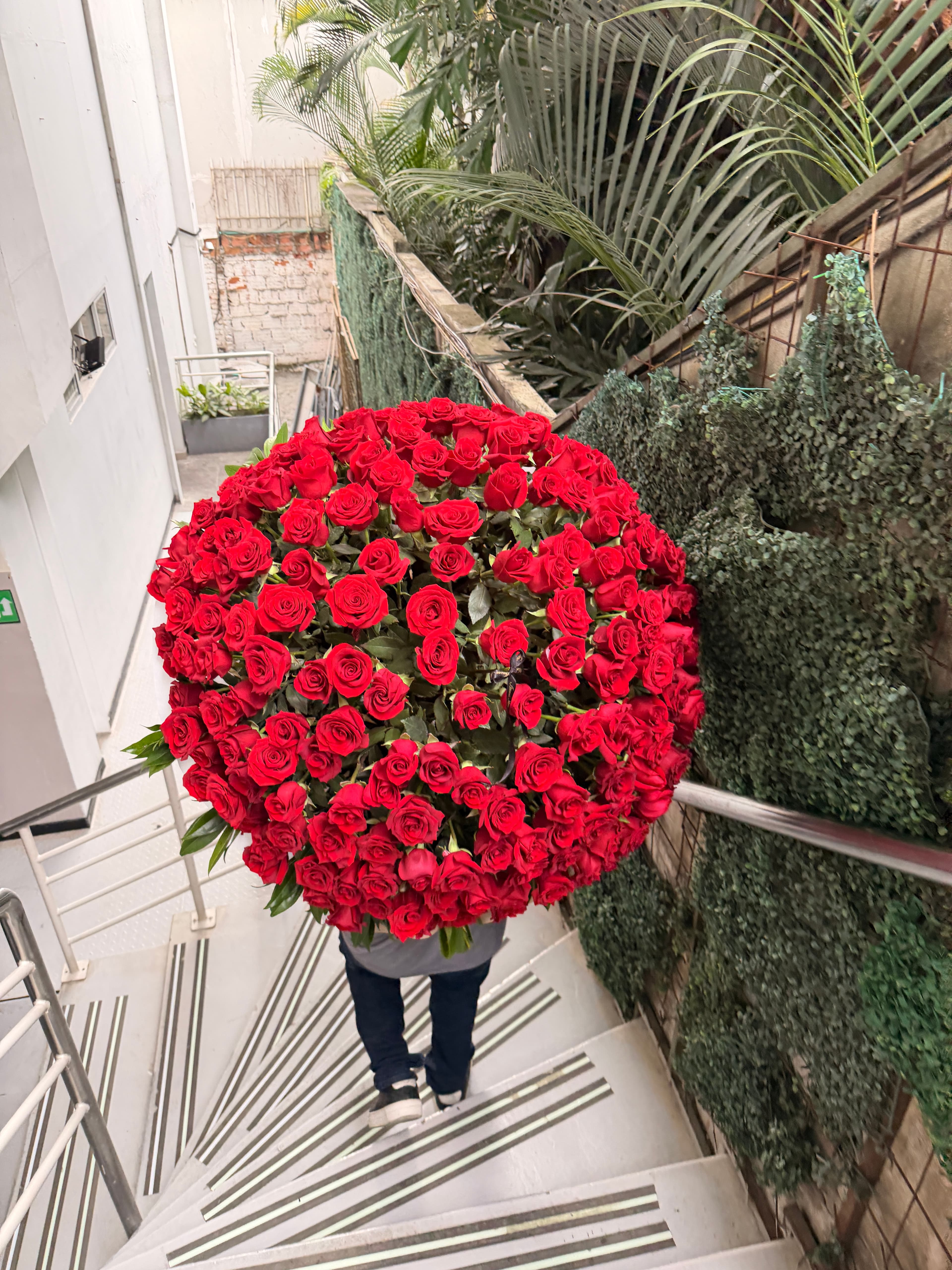 200 rosas redondo